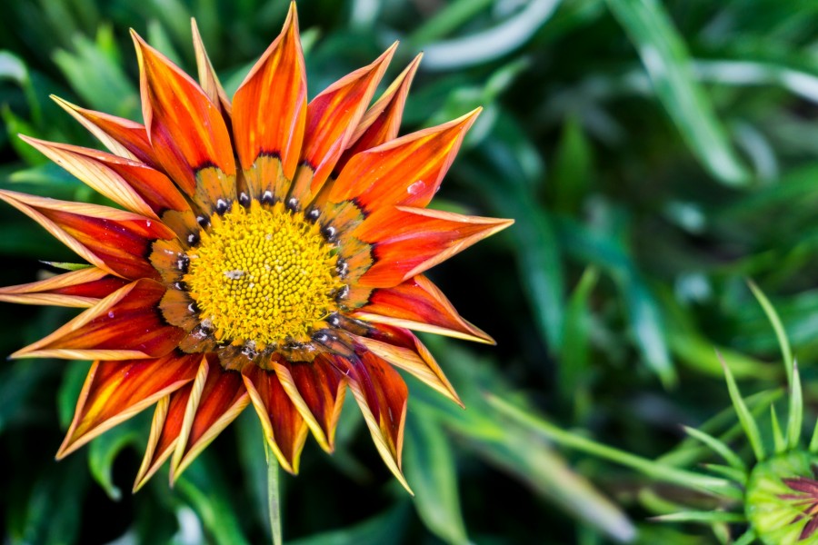 Quelles sont les plantes à associer avec un olivier ?