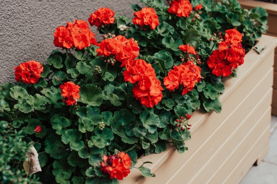 Quelles sont les plantes idéales pour un petit jardin fleuri en ville ?